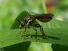 Dioctria hyalipennis